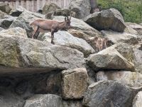 Steinböcke 1