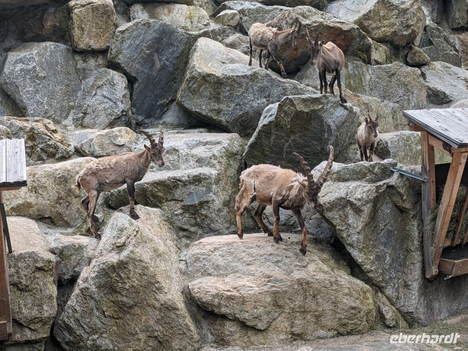 Steinböcke 2
