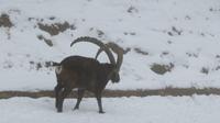 Steinbock im Tierpark