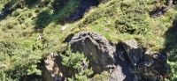 Stubaital, Suchbild Gemsen