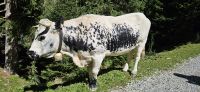 Stubaital, die Kuh ist echt   schick