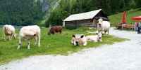 Tag 3 Almrinder an der Holzmeister Alm