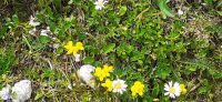 Ursprung Alm