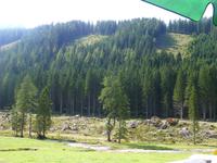 Vöglealm