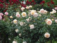 Volkjsgarten, Rosen