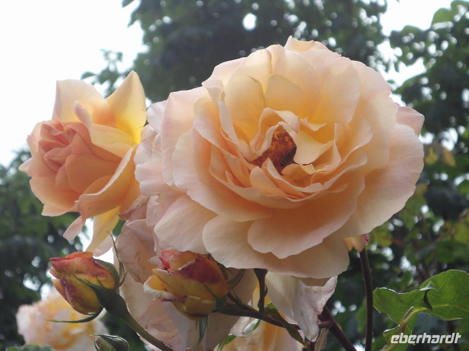 Volksgarten, Rosen