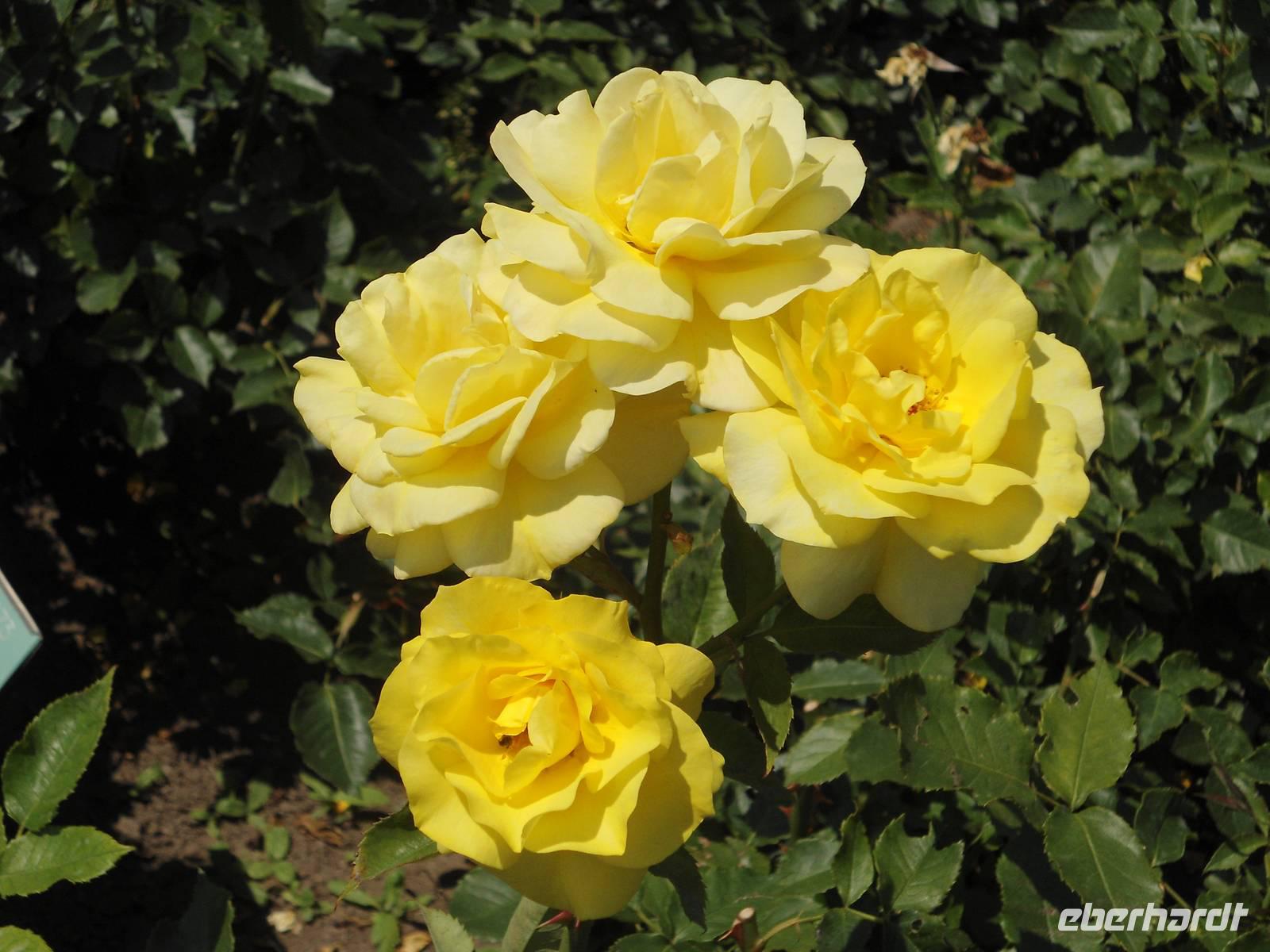 Volksgarten, Rosen