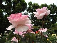 Volksgarten, Rosen