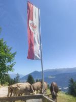 Weidevieh