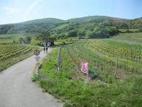 Weinbau