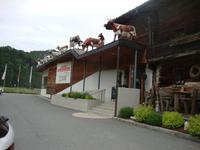Wilder Käser
