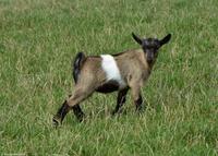 Wildpark Aurach