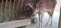 Wildpark Ferleiten