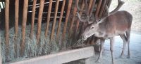 Wildpark Ferleiten