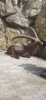 Wildpark Ferleiten