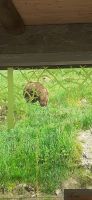 Wildpark Ferleiten