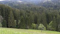 Wildschönau