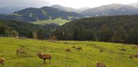 Wochenbrunner Alm 
