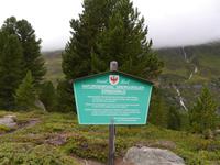 Zirbenwald