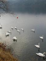 am Millstätter See