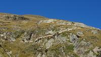 der Weg der Schafe