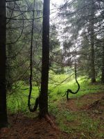 der tanzende Wald