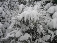 ein Wintertraum