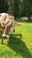 glückliche Kühe überall