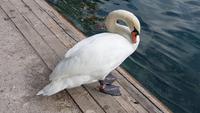 Schwan am Bleder See