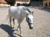 Lipizzanergestüt Piber