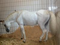 Lipizzanergestüt Piber