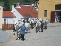 Lipizzanergestüt Piber