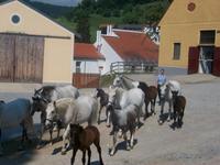 Lipizzanergestüt Piber