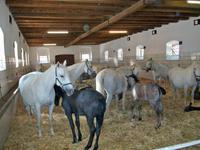 Lipizzanergestüt Piber