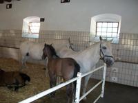 Lipizzanergestüt Piber