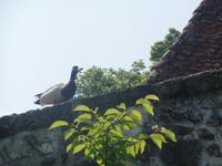 SAM_3959