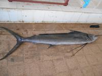 Barka (Fisch- und Gemüsemarkt - Schwertfisch)