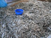 Barka (Fisch- und Gemüsemarkt - fangfrische Sardellen)