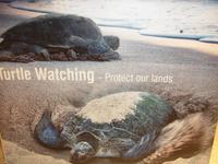 Schildkröten-Beobachtung in Ras al Jinz