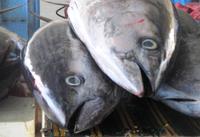 Thunfische - Fischmarkt Sur