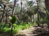 Oman, Birkat Al Mauz