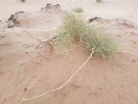 Oman, Sonnenuntergang in der Wüste