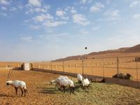 Oman, Wüstencamp 1001 Nacht, Oryx