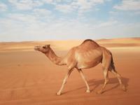 Oman, Wüste Wahiba Sands