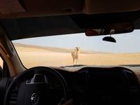 Oman, Wüste Wahiba Sands