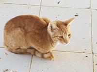 Oman, Barka, Fischmarkt