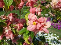 Oman, Muskat, Weihnachtssterne