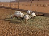 Oman, Wüstencamp 1001 Nacht, Oryx