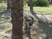 Oman, Al Hamra Village