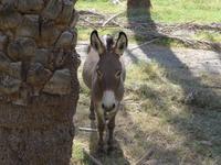 Oman, Al Hamra Village
